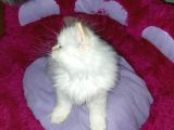 Son Yavru Red Point Safkan İran Kedisi
