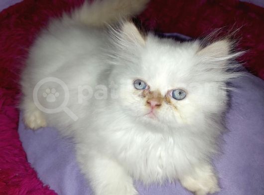 Son Yavru Red Point Safkan İran Kedisi