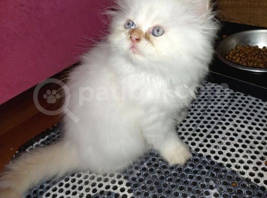 Son Yavru Red Point Safkan İran Kedisi görsel