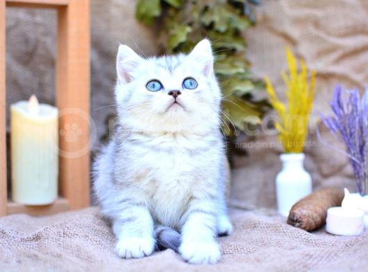 Muhteşem Tonda Silver British Shorthair görsel