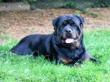 Koca Kafa Rottweiler Yavrularımız