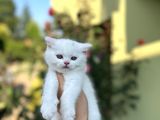 KAR BEYAZI BRİTİSH SHORTHAİR YAVRULARIMIZ