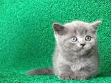 Gri Tüy Yumağı British Shorthair