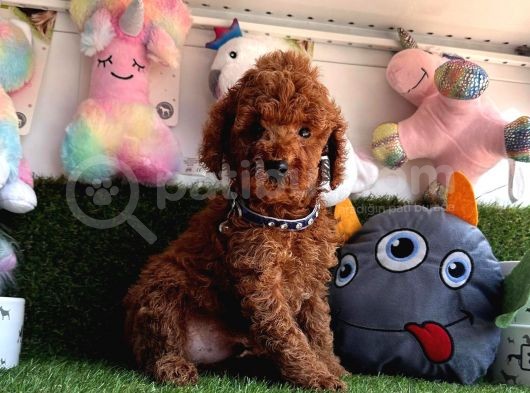 Red Brown Ori̇ji̇nal Toy Poodle Bebekleri̇mi̇z görsel