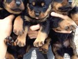Koca Kafa Rottweiler Yavrularımız