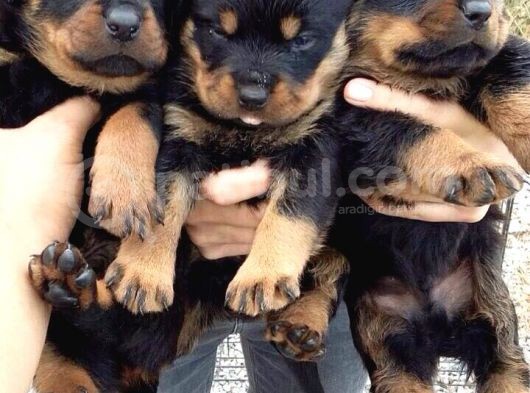 Koca Kafa Rottweiler Yavrularımız görsel