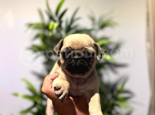Efsane Pug Mops Yavrularimiz Tesli̇me Hazir görsel