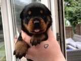 Koca Kafa Rottweiler Yavrularımız