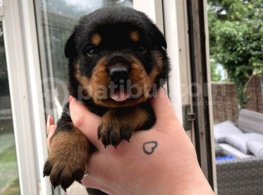 koca kafa rottweiler yavrularımız
