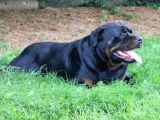 Koca Kafa Rottweiler Yavrularımız