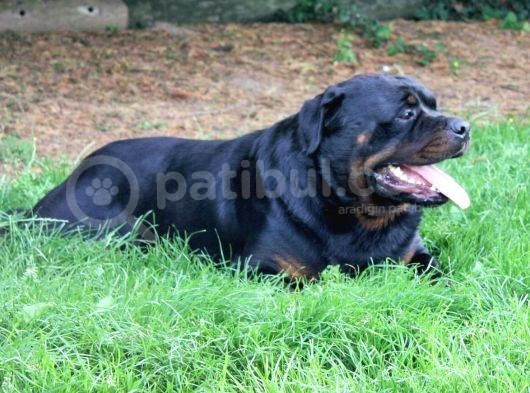 Koca Kafa Rottweiler Yavrularımız görsel