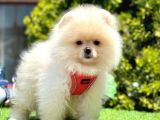 AYICIK SURATLI POMERANİAN BOO YAVRULARIMIZ