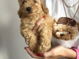 Dünya Güzeli Toy Poodle Bebeklerim