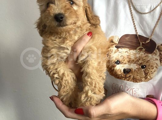 Dünya Güzeli Toy Poodle Bebeklerim görsel
