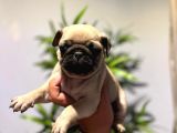 Efsane Pug Mops Yavrularimiz Tesli̇me Hazir