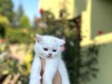 Kar Beyazi Bri̇ti̇sh Shorthai̇r Yavrularimiz