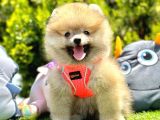 Ayicik Suratli Pomerani̇an Boo Yavrularimiz