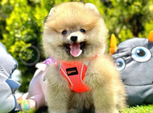 Ayicik Suratli Pomerani̇an Boo Yavrularimiz görsel