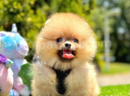 Ayicik Suratli Pomerani̇an Boo Yavrularimiz görsel