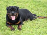 Koca Kafa Rottweiler Yavrularımız
