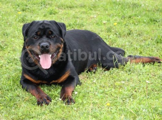 Koca Kafa Rottweiler Yavrularımız görsel