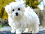 0 NUMARA MİNİ BOY MALTESE YAVRULARIMIZ
