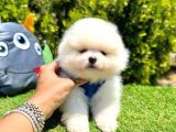 Ayicik Suratli Pomerani̇an Boo Yavrularimiz