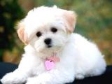 0 Numara Mi̇ni̇ Boy Maltese Yavrularimiz