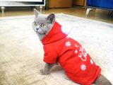 bu fiyata bedava gibi british shorthair dişi