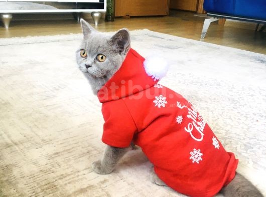 Bu Fiyata Bedava Gibi British Shorthair Dişi