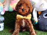 Red Brown Ori̇ji̇nal Toy Poodle Bebekleri̇mi̇z