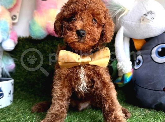 Red Brown Ori̇ji̇nal Toy Poodle Bebekleri̇mi̇z görsel