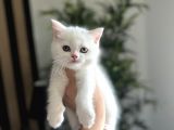 Evi̇ni̇zi̇n Neşesi̇ Kar Beyazi Bri̇ti̇sh Shorthai̇r Yavrularimiz