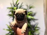 EFSANE PUG MOPS YAVRULARIMIZ TESLİME HAZIR