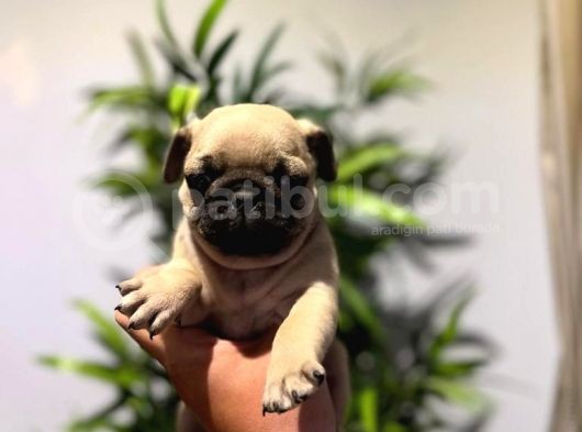 Efsane Pug Mops Yavrularimiz Tesli̇me Hazir
