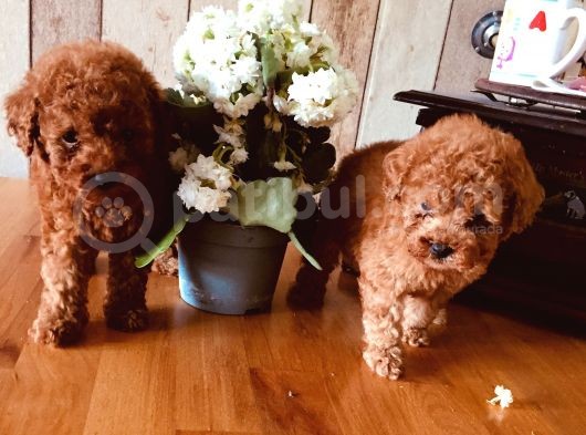 Safkan Toypoodle görsel