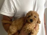 Dünya Güzeli Toy Poodle Bebeklerim