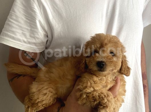 Dünya Güzeli Toy Poodle Bebeklerim görsel