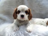 Kraliyet ailesi köpeği Cavalier King Charles yavrularımız