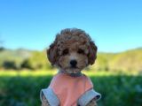 Poodle Erkek Ve Dişi Bebekler