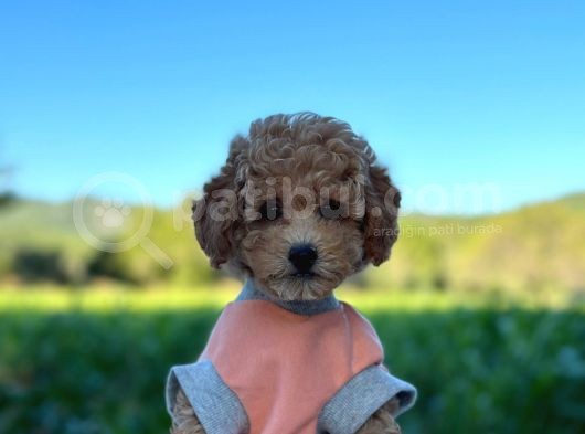Poodle Erkek Ve Dişi Bebekler görsel
