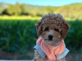 Poodle Erkek Ve Dişi Bebekler