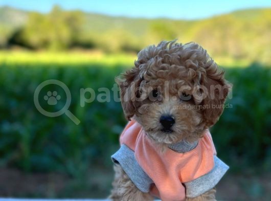 Poodle Erkek Ve Dişi Bebekler görsel