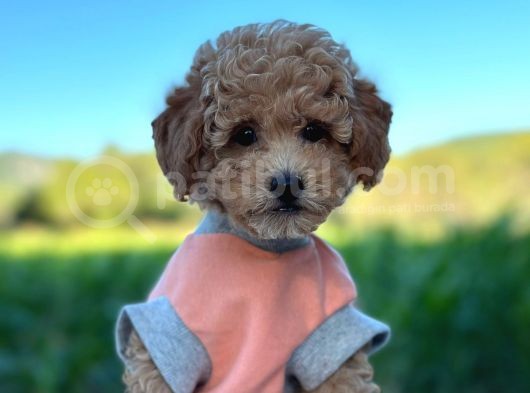 Poodle Erkek Ve Dişi Bebekler