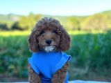 Poodle Erkek Ve Dişi Bebekler