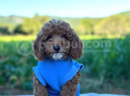 Poodle Erkek Ve Dişi Bebekler görsel