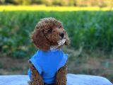 Poodle Erkek Ve Dişi Bebekler