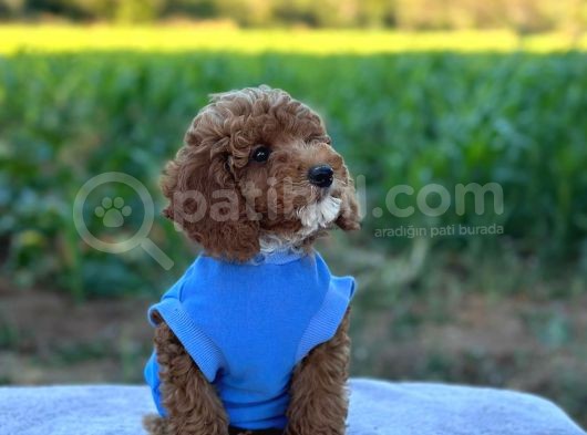 Poodle Erkek Ve Dişi Bebekler görsel