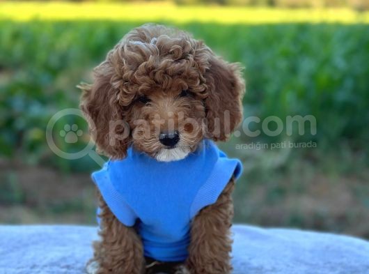Poodle Erkek Ve Dişi Bebekler görsel