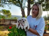 Maltese